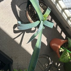植物🪴アガペ🪴アメリカーナ？の画像