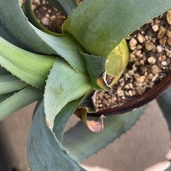 植物🪴アガペ🪴アメリカーナ？の画像