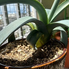 植物🪴アガペ🪴アメリカーナ？の画像