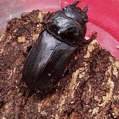 【アマミシカクワガタ】♂♀♀(トリプル)！の画像