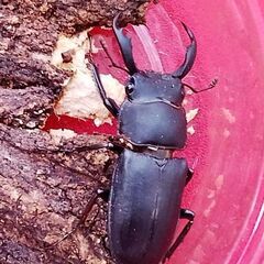 【アマミシカクワガタ】♂♀♀(トリプル)！の画像