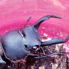 【アマミシカクワガタ】♂♀♀(トリプル)！の画像