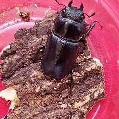 【アマミシカクワガタ】♂♀♀(トリプル)！の画像
