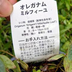 オレガナム ミルフィーユ 苗の画像