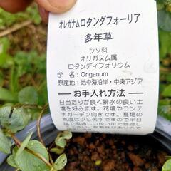 オレガナム　ロタンダファーリア　苗の画像