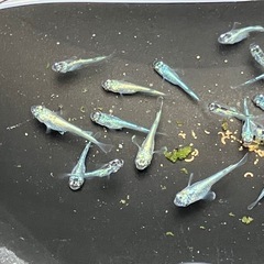 ネプチューン　メダカ　シルバー　２０匹　稚魚〜若魚の画像