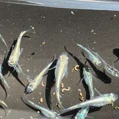 ネプチューン　メダカ　シルバー　２０匹　稚魚〜若魚の画像