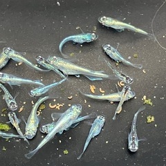 ネプチューン　メダカ　シルバー　２０匹　稚魚〜若魚の画像