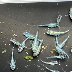 ネプチューン　メダカ　シルバー　２０匹　稚魚〜若魚の画像