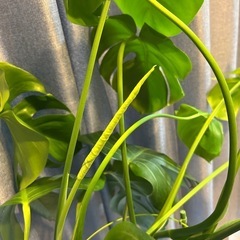 🪴観葉植物🪴　8号サイズ　モンステラ　植え替え鉢植付き　の画像