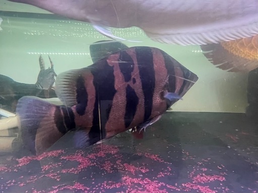 売約済　ダトニオプラスワン　熱帯魚　大型魚　水槽