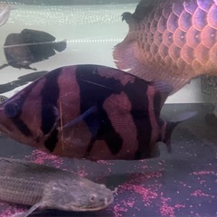 ダトニオプラスワン　熱帯魚　大型魚　水槽の画像
