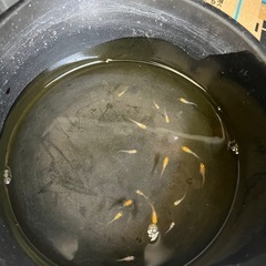 メダカ(かぐや)稚魚20匹の画像