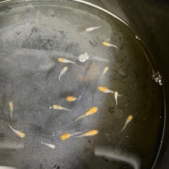 メダカ(かぐや)稚魚20匹の画像