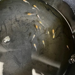 メダカ(かぐや)稚魚20匹の画像