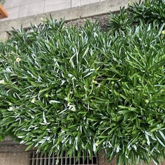 ガザニア(大)　挿し穂30本以上の画像