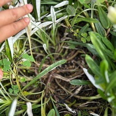 ガザニア(大)　挿し穂30本以上の画像