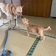生後約3ヶ月♂🌟お家に寂しがり屋で、ヤンチャな仔猫さんを迎え入れ...