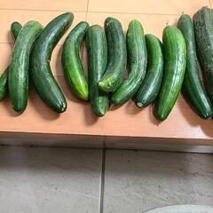 無農薬野菜の画像