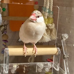 文鳥の男の子2歳です
