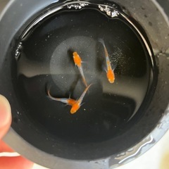 メダカ(かぐや)4ペアの画像