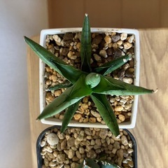 【３点セット】アガベ　チタノタ　清櫻　柊月　サンスベリアシルバークラウン　観葉植物　多肉植物の画像