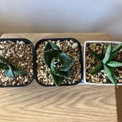 【３点セット】アガベ　チタノタ　清櫻　柊月　サンスベリアシルバークラウン　観葉植物　多肉植物の画像