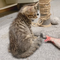 （トライアル中）ヤンチャっ子　3か月のキジ男子 − 大阪府