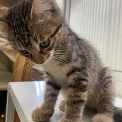 （トライアル中）ヤンチャっ子　3か月のキジ男子 - 猫