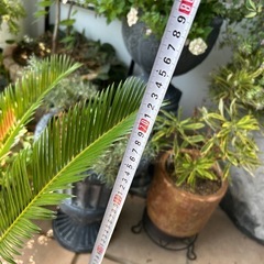 ソテツ　ガーデニング　植物　鉢植えの画像