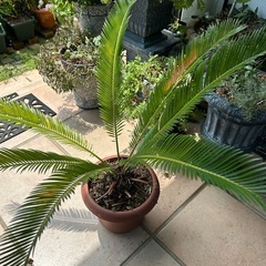 ソテツ　ガーデニング　植物　鉢植えの画像