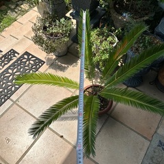 ソテツ　ガーデニング　植物　鉢植えの画像