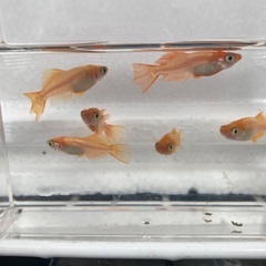 選べる　メダカ　10匹セット　500円〜の画像