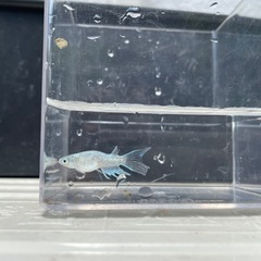 メダカの画像