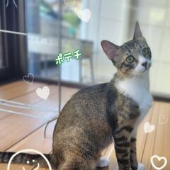１歳位　かわいそうな経験をした兄弟のポッキーとポテチ【8月16日...