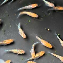 🌱‬‪赤系ラメメダカ(草餅選外)12匹②🌱‬‪の画像