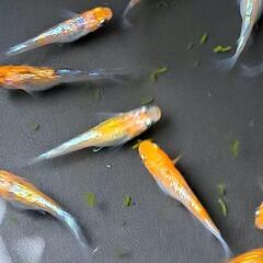 🌱‬‪赤系ラメメダカ(草餅選外)12匹②🌱‬‪の画像