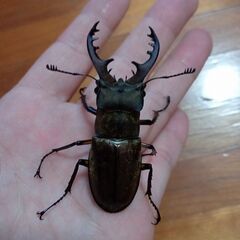ミヤマクワガタ♂3匹，♀1匹600円の画像