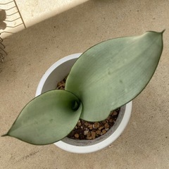 シルバーキング サンセベリア 虎の尾の画像
