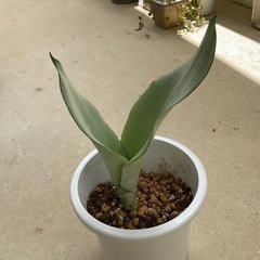 シルバーキング サンセベリア 虎の尾の画像