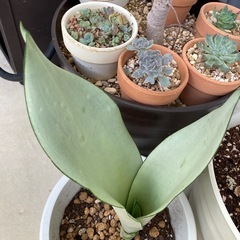 シルバーキング サンセベリア 虎の尾の画像