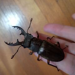 ミヤマクワガタ♂3匹，♀1匹600円の画像