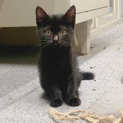 控えめ、おっとりさん　3か月黒猫女子
