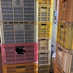 育苗ポット　早い物勝ちの画像