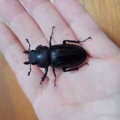 ミヤマクワガタ♂3匹，♀1匹600円の画像