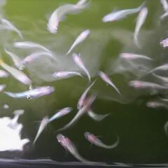 王華メダカの画像