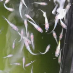 王華メダカの画像