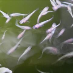 王華メダカの画像
