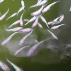 王華メダカの画像