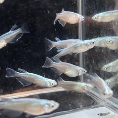 みゆきメダカ 【フルボディ】10匹の画像